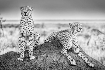 Scheid - Two Cheetahs Watching Out 