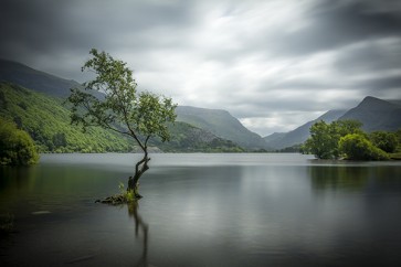 Misty Lake Tree