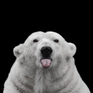 Lars Van de Goor - Polar Bear - Nothing Personal