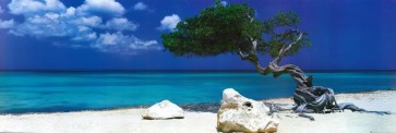 Divi Divi Tree