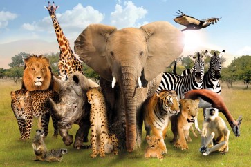 Wild World