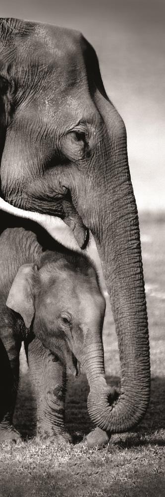 Danita Delimont - Elephants - Indian