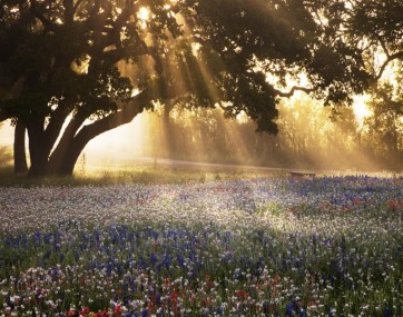 Danita Delimont - Morning Meadow Sunrise