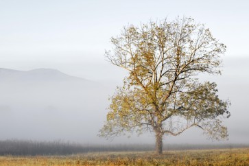 Danita Delimont - Cades Cove
