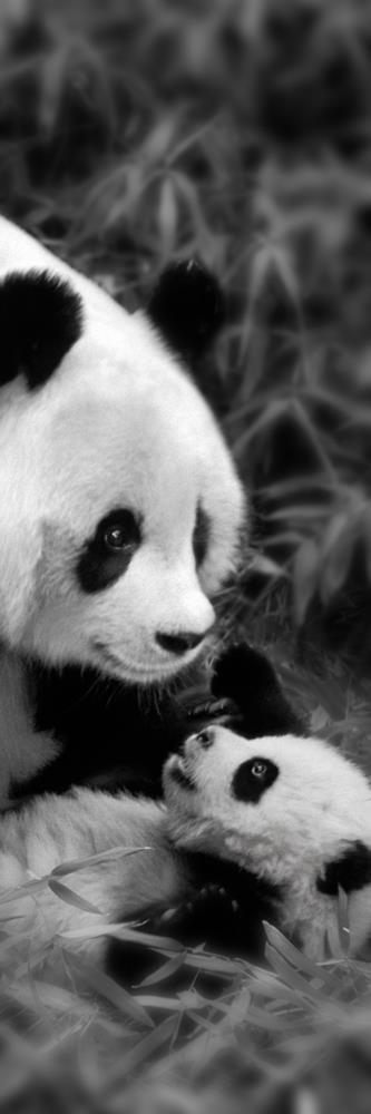 Danita Delimont - Panda Play