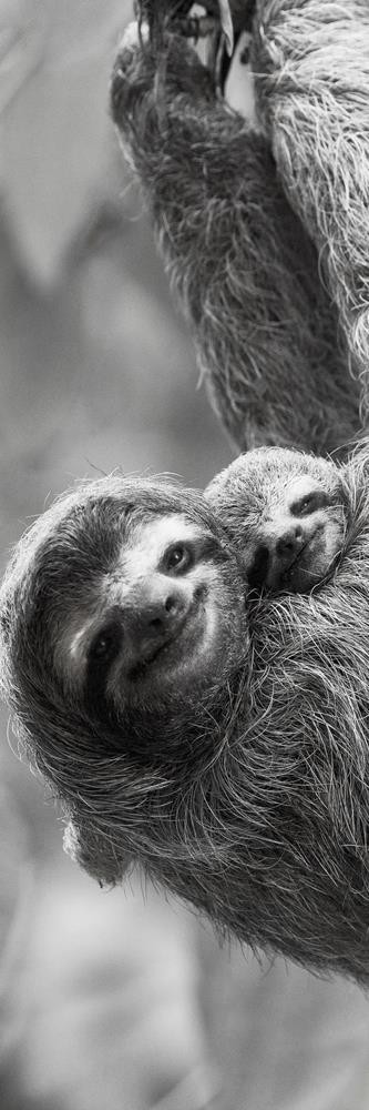 Danita Delimont - Sloth Swing