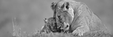Danita Delimont - Lioness Love