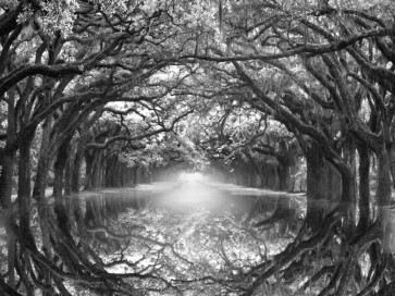 Danita Delimont - Oak Alley Reflection