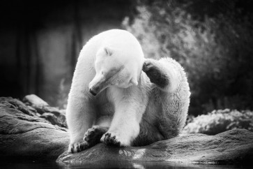 Lars Van de Goor - Cows - Polar Bear - Scratching