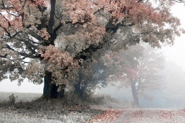 Lars Van de Goor - Magical Middle Earth