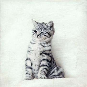Nadia Attura - Cat Winks
