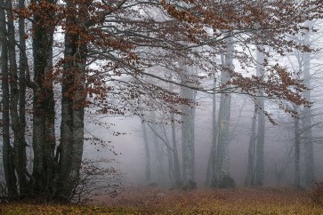 Dora Artemiadi - Autumn Paintings