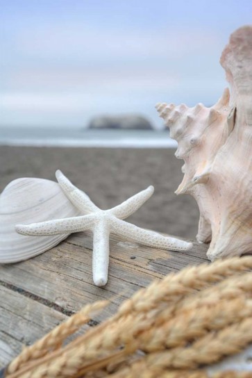 Alan Blaustein - Crescent Beach Shells 12
