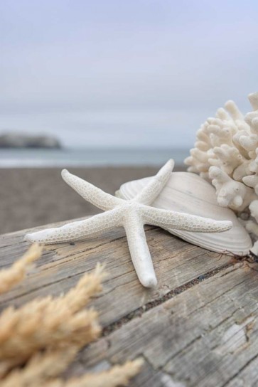 Alan Blaustein - Crescent Beach Shells 13