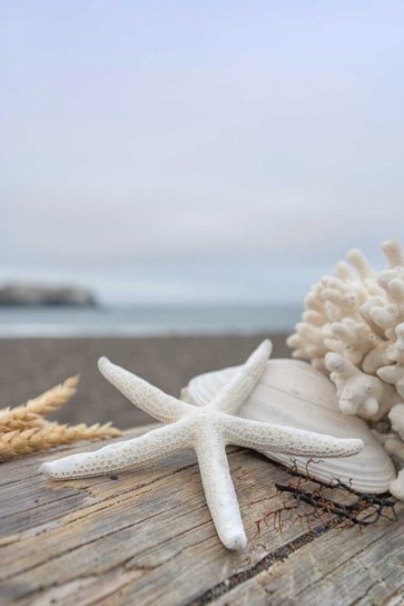 Alan Blaustein - Crescent Beach Shells 14