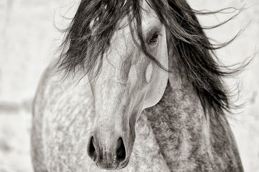 Lisa Dearing - My Beautiful Mane