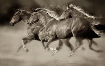 Lisa Dearing - Wind Runners