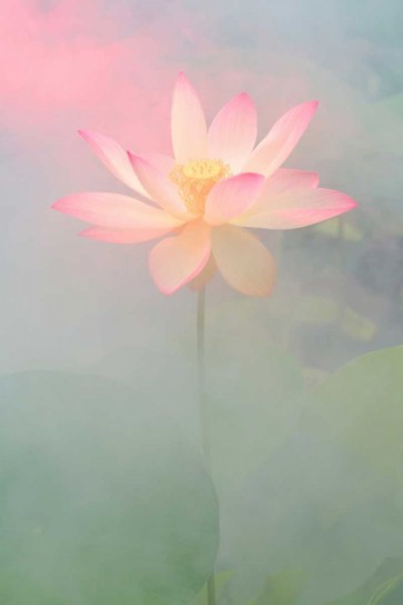 Bahman Farzad - Pink Passion
