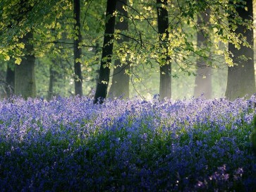 Adelino Goncalves - Last of The Bluebells