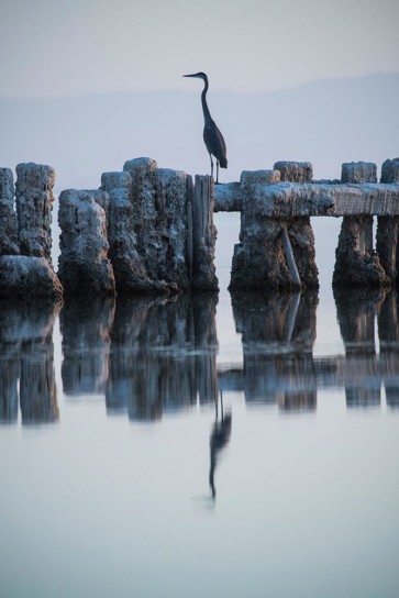 GS Photo - Heron Hunting