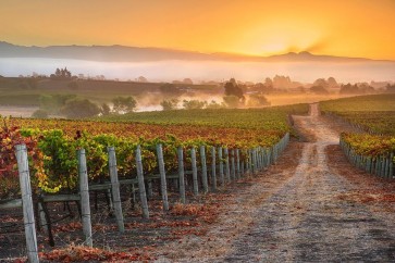 John Gavrilis - Vineyard Sunrise