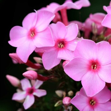 PhotoINC Studio - Pink Flowers