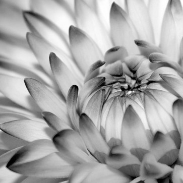 PhotoINC Studio - Fibonacci 2