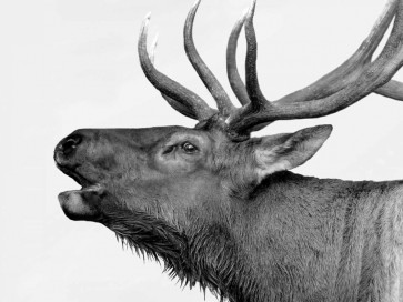 PhotoINC Studio - Deer