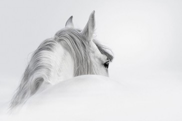PhotoINC Studio - White Horse
