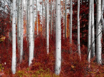 Vladimir Kostka - Fall Birches