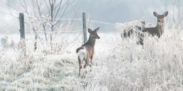 Matthew Platz - White Tails