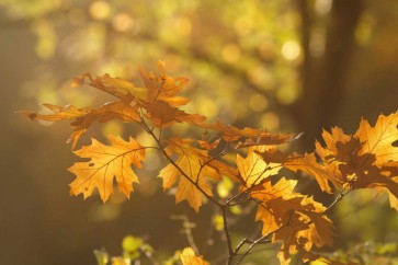Roeselien Raimond - Autumn Light