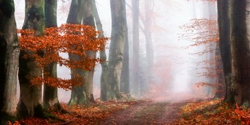 Lars Van de Goor - Last Guide before the Mist  