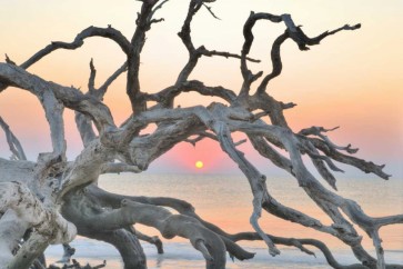 Steve Vaughn - Sunrise Sentinel
