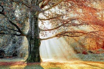 Lars Van de Goor - Basking In The Sun