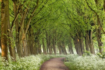 Lars Van de Goor - Cow Parsley Curve