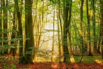 Lars Van de Goor - Power Beam