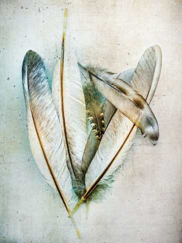 Kathy Wolfe - Hen Feathers