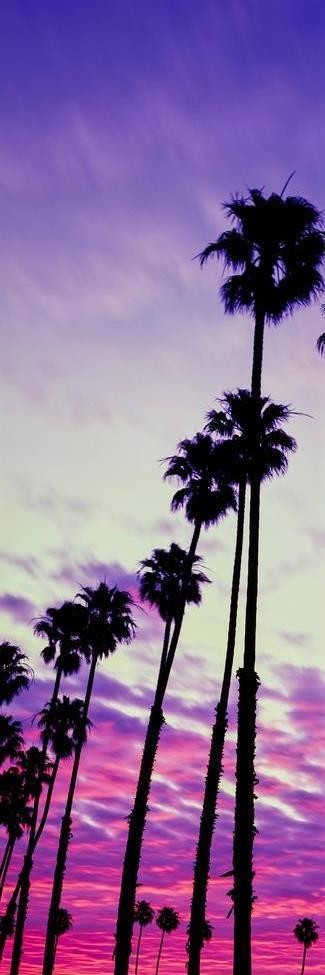 Darell Estrada - California Palm Trees I