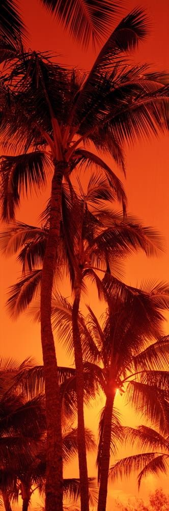 Darell Estrada - California Palm Trees II