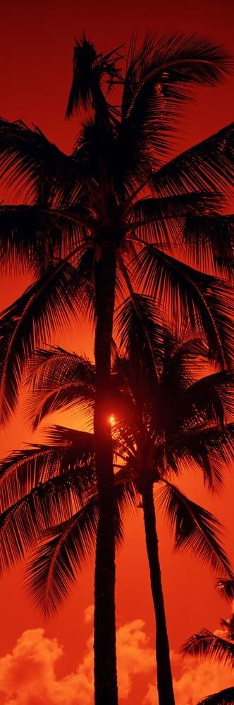 Darell Estrada - California Palm Trees III
