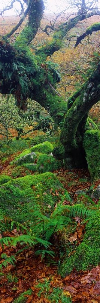 Melisende Perrin - Spring Forest - Moss On A Dead Tree