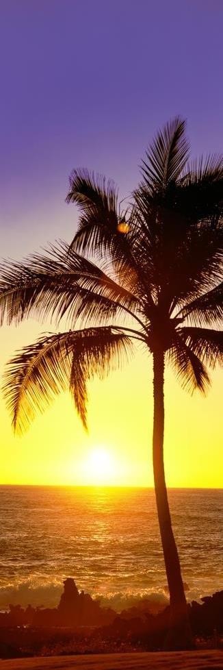 Darell Estrada - California Palm Trees IV