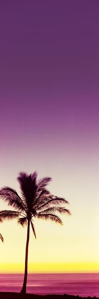 Darell Estrada - California Palm Trees V