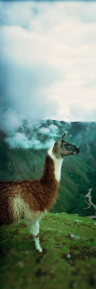 Llama - Hanging Around the Machu Pichu