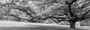 Melisende Perrin - Spring Forest - Reaching Out To You - Black And White