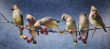 Chris Vest - Waxwing Tableau