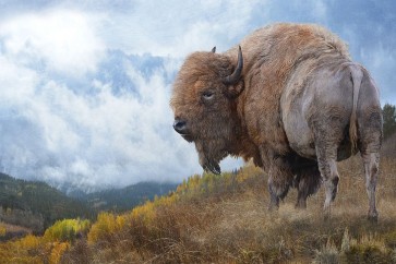 Chris Vest - Golden Bison 
