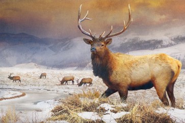 Chris Vest - Jackson Refuge Elk