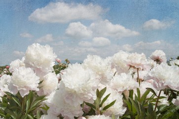 Georgianna Lane - Peonie Sunshine I